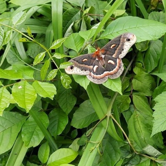 Meet your Posher, Terri - Picture 1 of 1